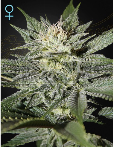 King's Kush CBD