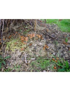 Psilocybe azurescens für die Verwendung im Freien 2