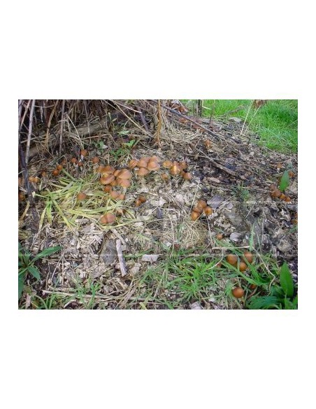 Psilocybe azurescens für die Verwendung im Freien