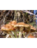 Psilocybe Azurescens per Esterno