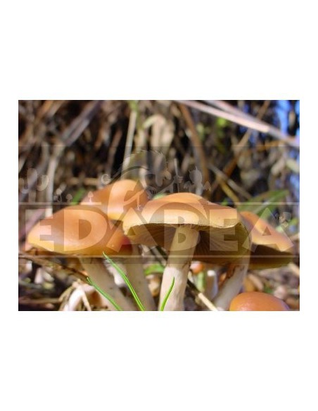 Psilocybe Azurescens Spawn Bag