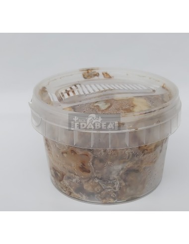 Kit Magic Truffle Tampanensis
