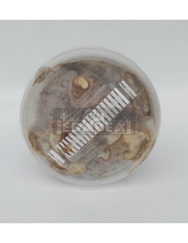 Kit Magic Truffle Tampanensis