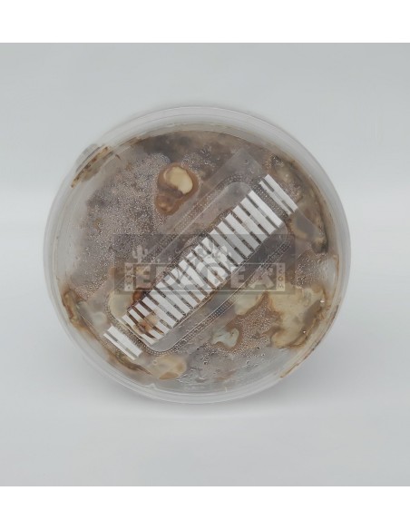 Kit Magic Truffle Tampanensis