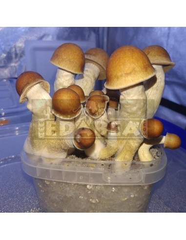 Kit de cultivo Penis Envy 100x100 micélio