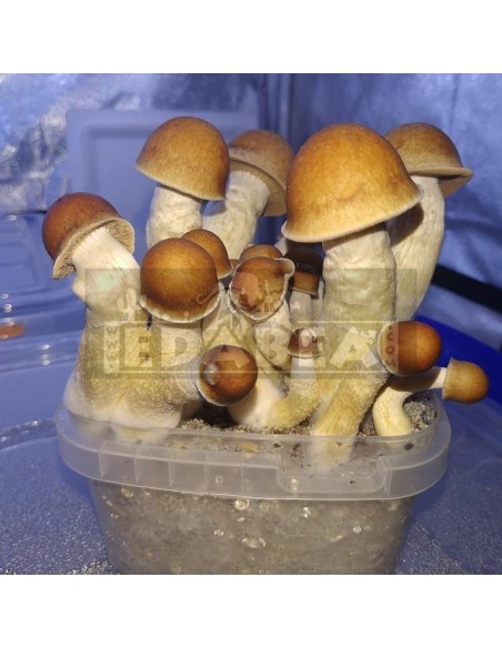 Penis Envy 100x100 Mycelium-Kit
