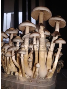 Grow Kit Rusty White 100x100 mycelium