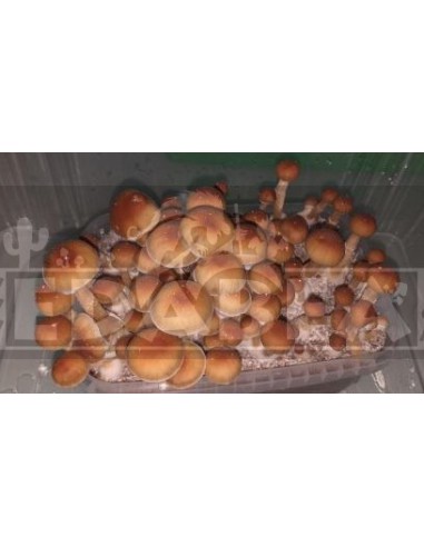 Kit Alacabenzi 100x100 micelio