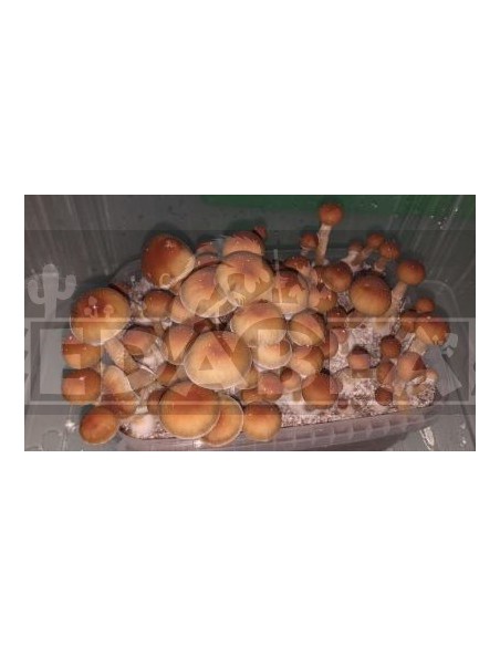 Grow Kit Alacabenzi 100x100 mycelium