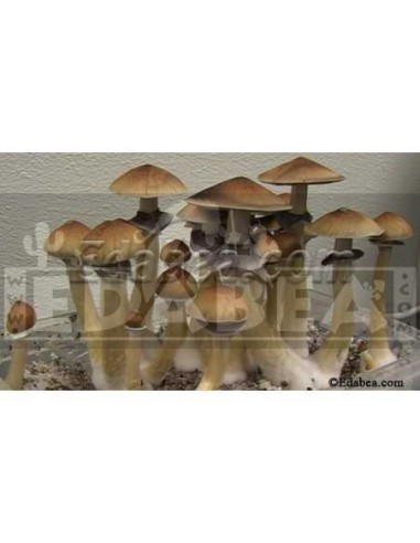 Psilocybe cubensis Sporen : Edabea