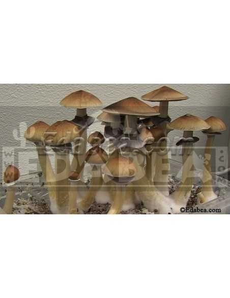Psilocybe cubensis Sporen : Edabea