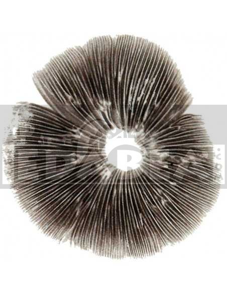 Tampon Spore de Mammouth doré | Edabea