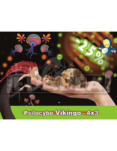 Pack de 4 Truffes Psilocybe Viking Fraîches – 60 g au Total (15 g x 4)