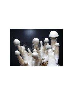 Timbro a spora Moby Dick | Edabea