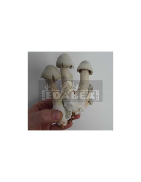 Spore Print Psilocybe Moby Dick| Edabea