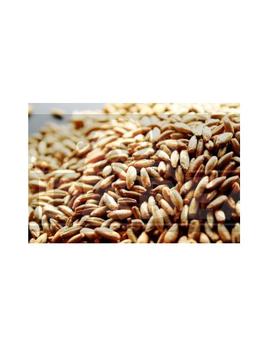 Organic rye seeds 1 kgr.