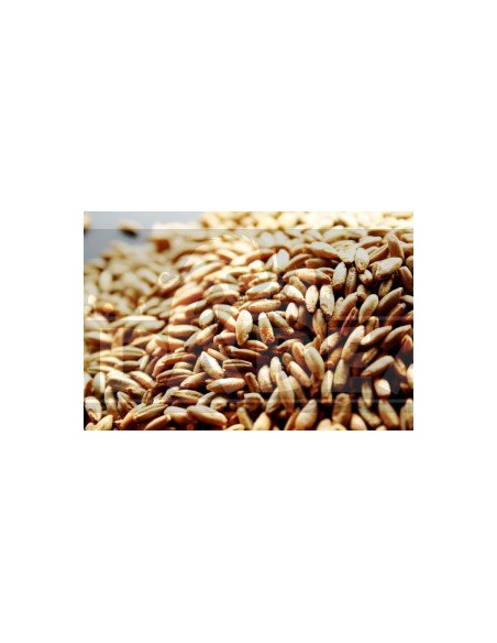 Organic rye seeds 1 kgr.