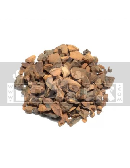 Colanut (Kola nitida) 50 g Pulver kaufen | Edabea