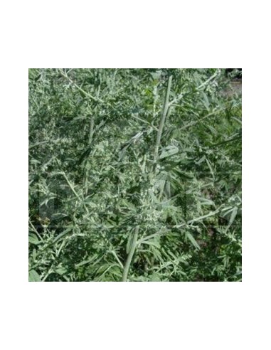 Assenzio (Artemisia Absinthium) 20 semi | Edabea