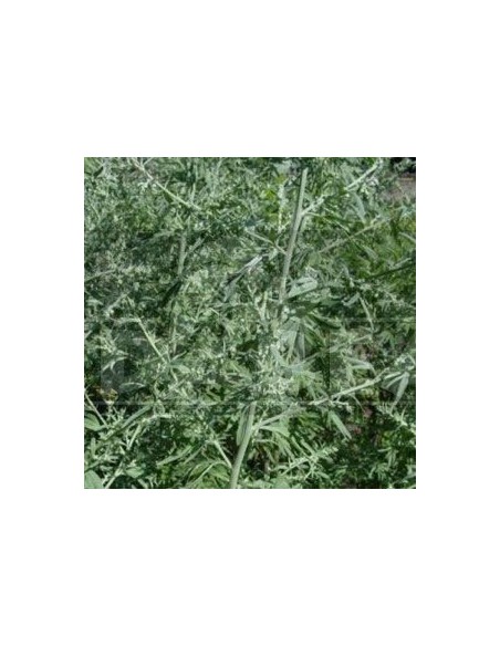 Assenzio (Artemisia Absinthium) 20 semi | Edabea