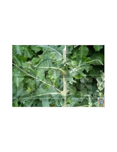 Lactuca Virosa 20 seeds | Edabea