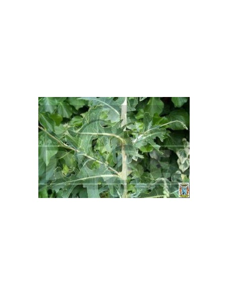 Lactuca Virosa 20 seeds | Edabea