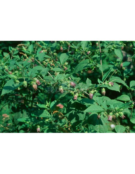 Atropa Belladonna 20 Samen | Edabea