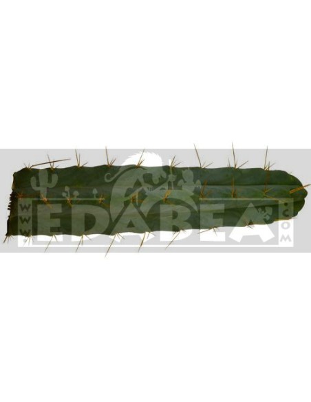 Comprar Tocha Boliviana | Echinopsis lageniformis