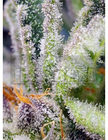 Mandarine douce Zkittlez F1 Fast Version | Edabea