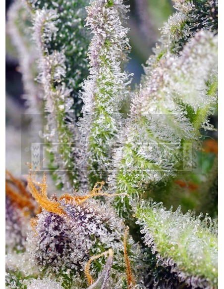 Mandarine douce Zkittlez F1 Fast Version | Edabea Mandarine douce Zkittlez F1 Fast Version | Edabea