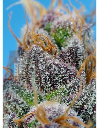 Sherbet fraise et cola F1 Version rapide | Edabea