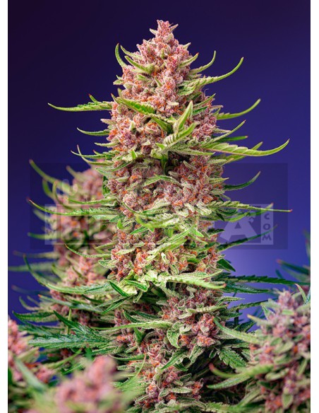 Sherbet fraise et cola F1 Version rapide | Edabea Sherbet fraise et cola F1 Version rapide | Edabea