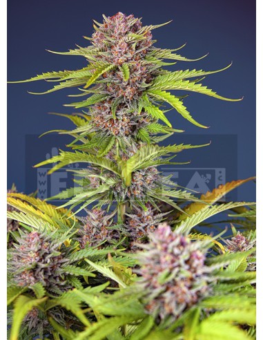 Mimose Bruce Banner XL Auto | Edabea