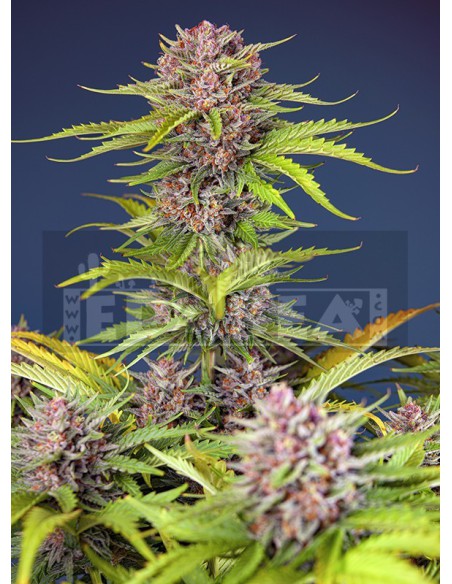 Mimose Bruce Banner XL Auto | Edabea