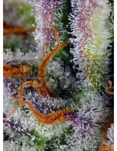 Mimose Bruce Banner XL Auto | Edabea