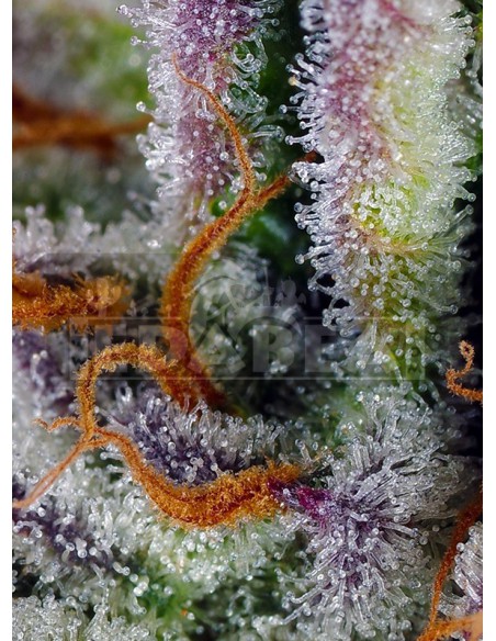 Mimose Bruce Banner XL Auto | Edabea