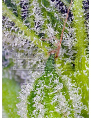 Süße Mandarine Zkittlez XL Auto | Edabea