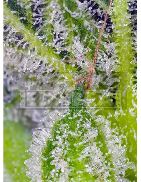 Süße Mandarine Zkittlez XL Auto | Edabea