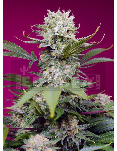 Süße Mandarine Zkittlez XL Auto | Edabea