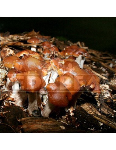 Psilocybe Cyanescens Cria ao ar livre | Edabea