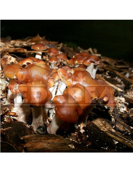 Psilocybe Cyanescens Spawn Bag | Edabea