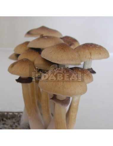 Spore Print Escondido | Edabea