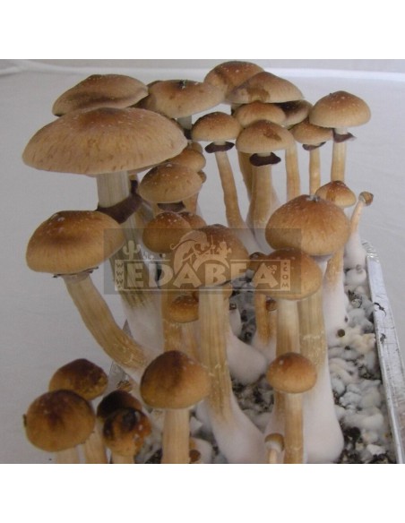 Spore Print Escondido | Edabea