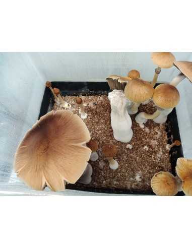 Micelio Profesional Mexicana | Edabea