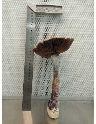 Professional Mycelium Mexican | Edabea