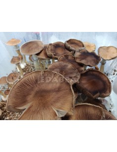 Micelio Professionale B+ | Edabea 2