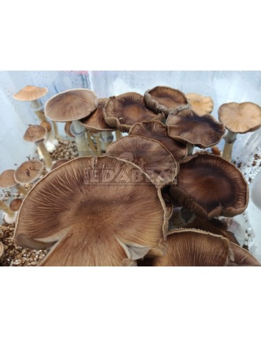 Mycélium Professionnel B+ | Edabea