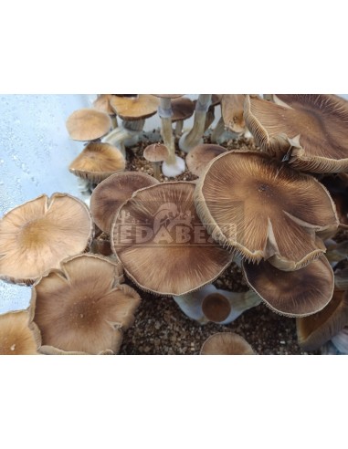 Mycélium Professionnel B+ | Edabea