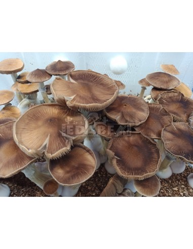 Mycélium Professionnel B+ | Edabea