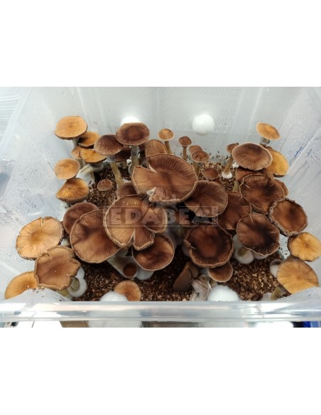 Mycélium Professionnel B+ | Edabea Mycélium Professionnel B+ | Edabea